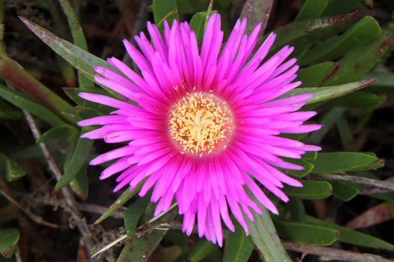 ice plant